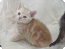 アメリカンショートヘアー by イズミペット（岐阜）