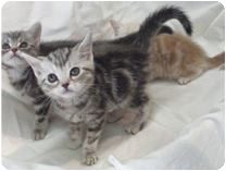 アメリカンショートヘアー