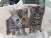 アメリカンショートヘアー by イズミペット（岐阜）