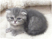 スコティッシュフォールド