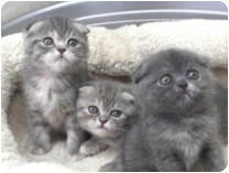 スコティッシュフォールド by NIPPON PET（大垣）