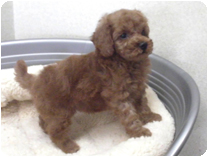 トイプードル by NIPPON PET（大垣）
