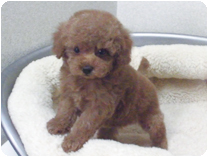 トイプードル by イズミペット（岐阜）