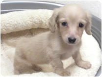 カニンヘンダックス