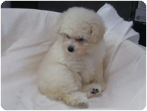 トイプードル by イズミペット（岐阜）
