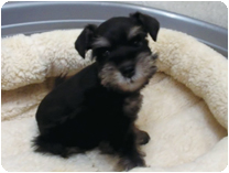 ミニチュアシュナウザー