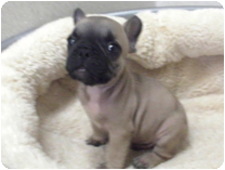 フレンチブルドッグ