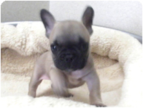 フレンチブルドッグ by イズミペット（岐阜）