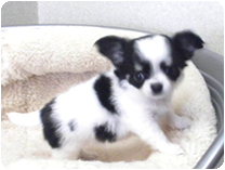 チワワ（ロングコート）