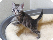 アメリカンショートヘアー