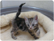 アメリカンショートヘアー by NIPPON PET（大垣）