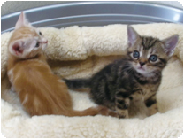 アメリカンショートヘアー by NIPPON PET（大垣）