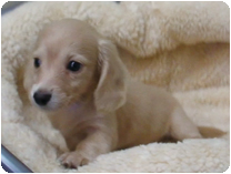 ミニチュアダックス