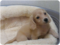 ミニチュアダックスフンド（ロングヘアー） by NIPPON PET（大垣）