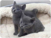 ロシアンブルー