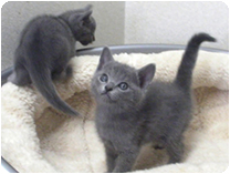 ロシアンブルー by NIPPON PET（大垣）