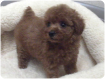 トイプードル by イズミペット（岐阜）