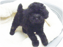 トイプードル by イズミペット（岐阜）