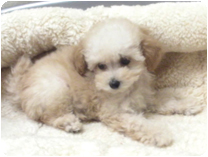 トイプードル by NIPPON PET（大垣）