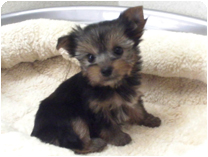 ヨークシャーテリア