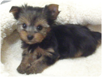 ヨークシャーテリア by NIPPON PET（大垣）