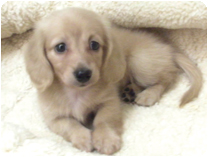 カニンヘンダックスフンド