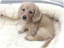 カニンヘンダックスフンド by NIPPON PET（大垣）