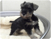 ミニチュアシュナウザー by イズミペット（岐阜）