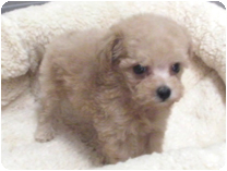 トイプードル by イズミペット（岐阜）