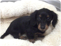 カニンヘンダックスフンド