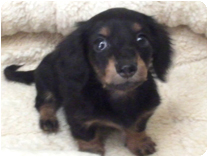 カニンヘンダックスフンド by NIPPON PET（大垣）