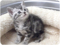 アメリカンショートヘアー