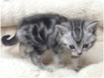 アメリカンショートヘアー by NIPPON PET（大垣）