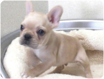 フレンチブルドッグ