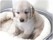 ゴールデン・レトリバー