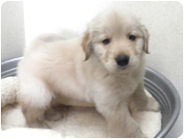 ゴールデン・レトリバー by イズミペット（岐阜）