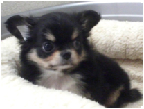 チワワ（ロングコート）