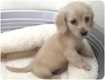 ミニチュアダックスフンド