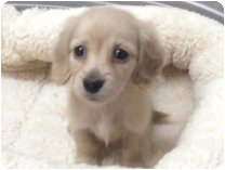 ミニチュアダックス(ロングーヘアー) by イズミペット（岐阜）