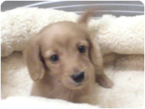 ミニチュアダックス(ロングーヘアー) by イズミペット（岐阜）