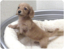 ミニチュアダックス