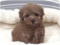 トイプードル by イズミペット（岐阜）