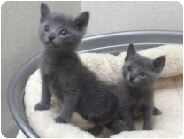 ロシアンブルー