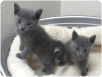 ロシアンブルー by NIPPON PET（大垣）