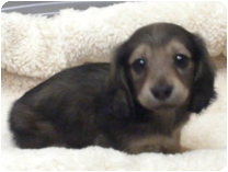 ミニチュアダックス