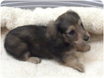 ミニチュアダックス（ロングヘアー） by NIPPON PET（大垣）