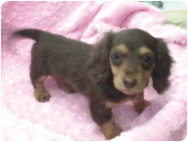 ミニチュアダックス(ロングーヘアー) by イズミペット（岐阜）