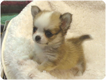 チワワ（ロングコート）