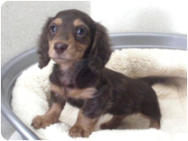 ミニチュアダックス（ロングヘアー） by NIPPON PET（大垣）