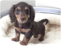 ミニチュアダックスフンド